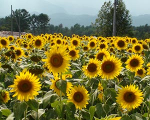 20080824_1.jpg