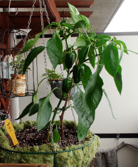 20100613_6.jpg