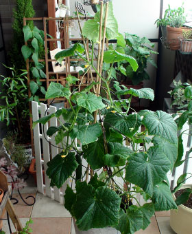 20100703_22.jpg