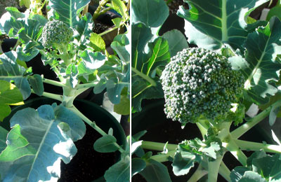 20110108_4.jpg