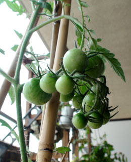 20110703_4.jpg