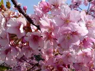 20080307_5.jpg